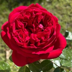 Роза шраб Цветелина