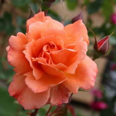 Роза плетистая Вестерленд
