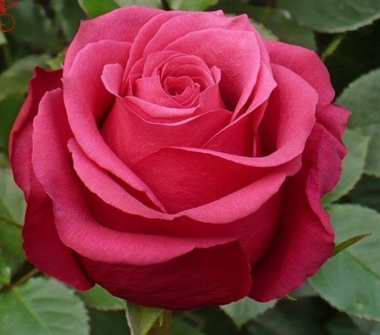 Роза чайно-гибридная Амалия