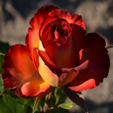 Роза чайно-гибридная Высший Свет