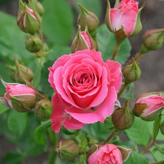 Роза спрей/миниатюрная Розовый Спрей\Pink Sprey