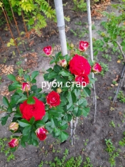 Роза штамбовая Руби Стар и Кордула