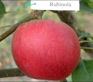 Яблоня Рубинола
