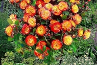 Роза флорибунда Румба