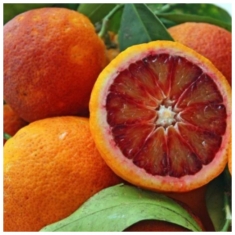 Дерево - сад апельсин красномясый Россо + лимон Киевский крупноплодный 