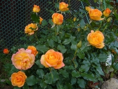 Роза Сахара (шраб)