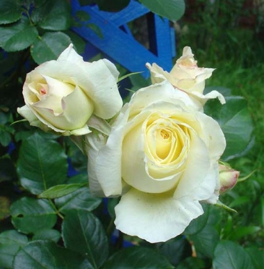Роза плетистая Шнеевальзер