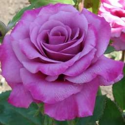 Роза чайно-гибридная Шокинг Блю