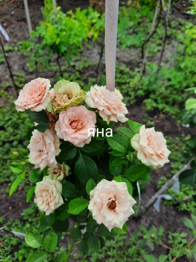 Роза штамбовая Яна 