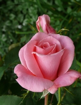 Роза чайно-гибридная Сильвия