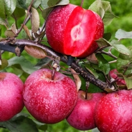 Яблоня красномясая Сирена 