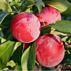Сливово-вишневый гибрид Гайавата