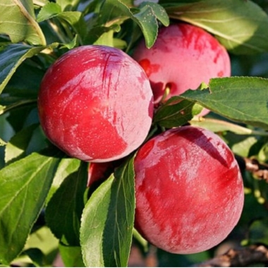 Сливово-вишневый гибрид Гайавата