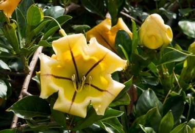 Соландра, Гавайская лилия