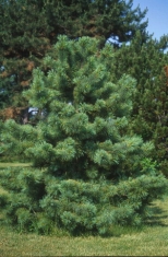 Сосна кедровая корейская \Pinus koraiensis