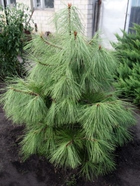 Сосна желтая / Pinus ponderosa (25-30см, контейнер)