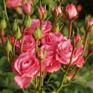 Роза спрей/миниатюрная Розовый Спрей\Pink Sprey