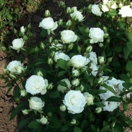 Роза Спрей Белый