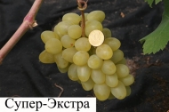 Виноград  Супер-Экстра