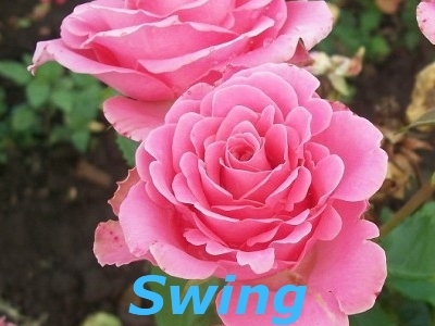 Роза спрей Свинг\ Swing