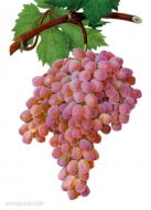 Виноград Тайфи розовый