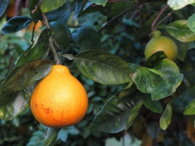 Дерево-сад танжело+лимон Киевский крупноплодный