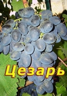 Виноград Цезарь 