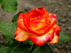 Роза чайно-гибридная Тукан/Tucan