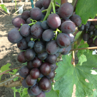 Виноград Тюльпан