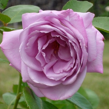 Роза чайно-гибридная Вальс-Тайм