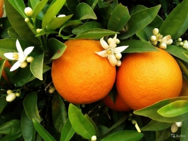 Дерево-сад лимон Киевский крупниплодный+ апельсин Вашингтон Навел