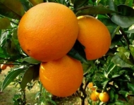 Апельсин Вашингтон навел
