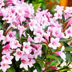 Вейгела цветущая Флорида Пинк, Florida Pink