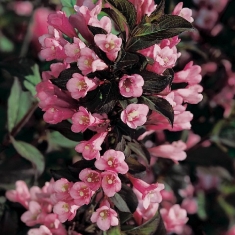 Вейгела цветущая Фоллис Пурпуреус, Foliis Purpureis