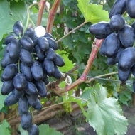 Виноград Велика