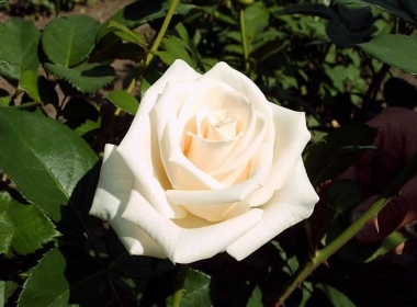 Роза чайно - гибридная Венделла