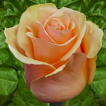 Роза чайно-гибридная Версилия/Versilia 