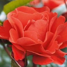Роза флорибунда Вестпоинт