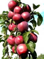 Яблоня колоновидная красномясая Redmin