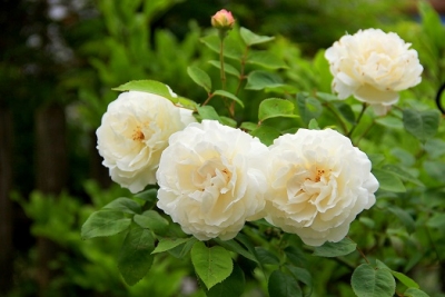 Роза английская Винчестер Кефедрал (шраб)