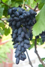 Виноград Ника