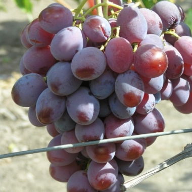 Виноград Атаман