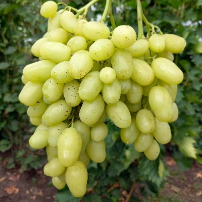 Виноград Бананас