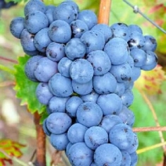 Виноград Кабассия