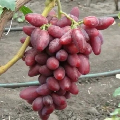 Виноград Талдун
