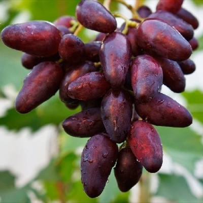 Виноград Журавчик вишневый
