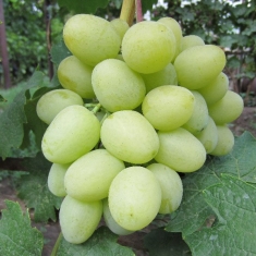 Виноград Дарья