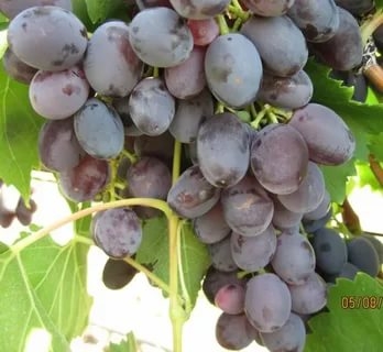 Виноград Бруно