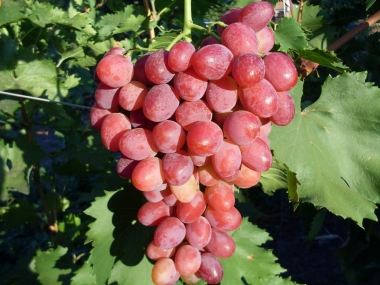 Виноград Рубиновый юбилей