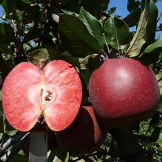 Яблоня красномясая Тринити